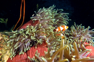 Amphiprion ocellaris, Heteractis magnifica