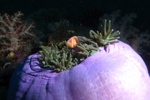 Amphiprion perideraion, Heteractis magnifica