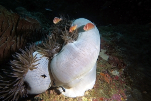 Amphiprion perideraion, Dascyllus trimaculatus, Heteractis magnifica