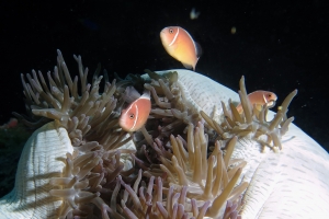 Amphiprion perideraion, Heteractis magnifica