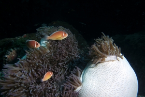 Amphiprion perideraion, Heteractis magnifica