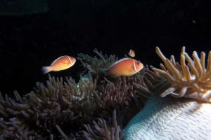 Amphiprion perideraion, Heteractis magnifica