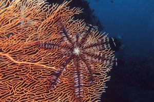 Colobometra perspinosa, Annella mollis