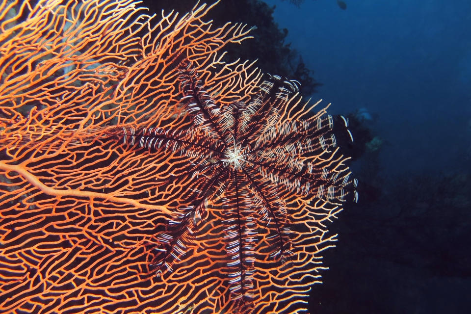 Colobometra perspinosa, Annella mollis
