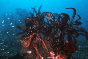 Colobometra perspinosa, Himerometra robustipinna, Gorgone