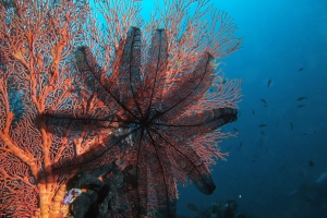 Colobometra perspinosa, Gorgone du genre Melithaea cf. Melithaea ochracea