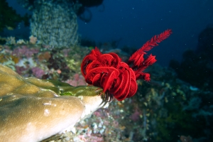 Comatule cf. Himerometra robustipinna