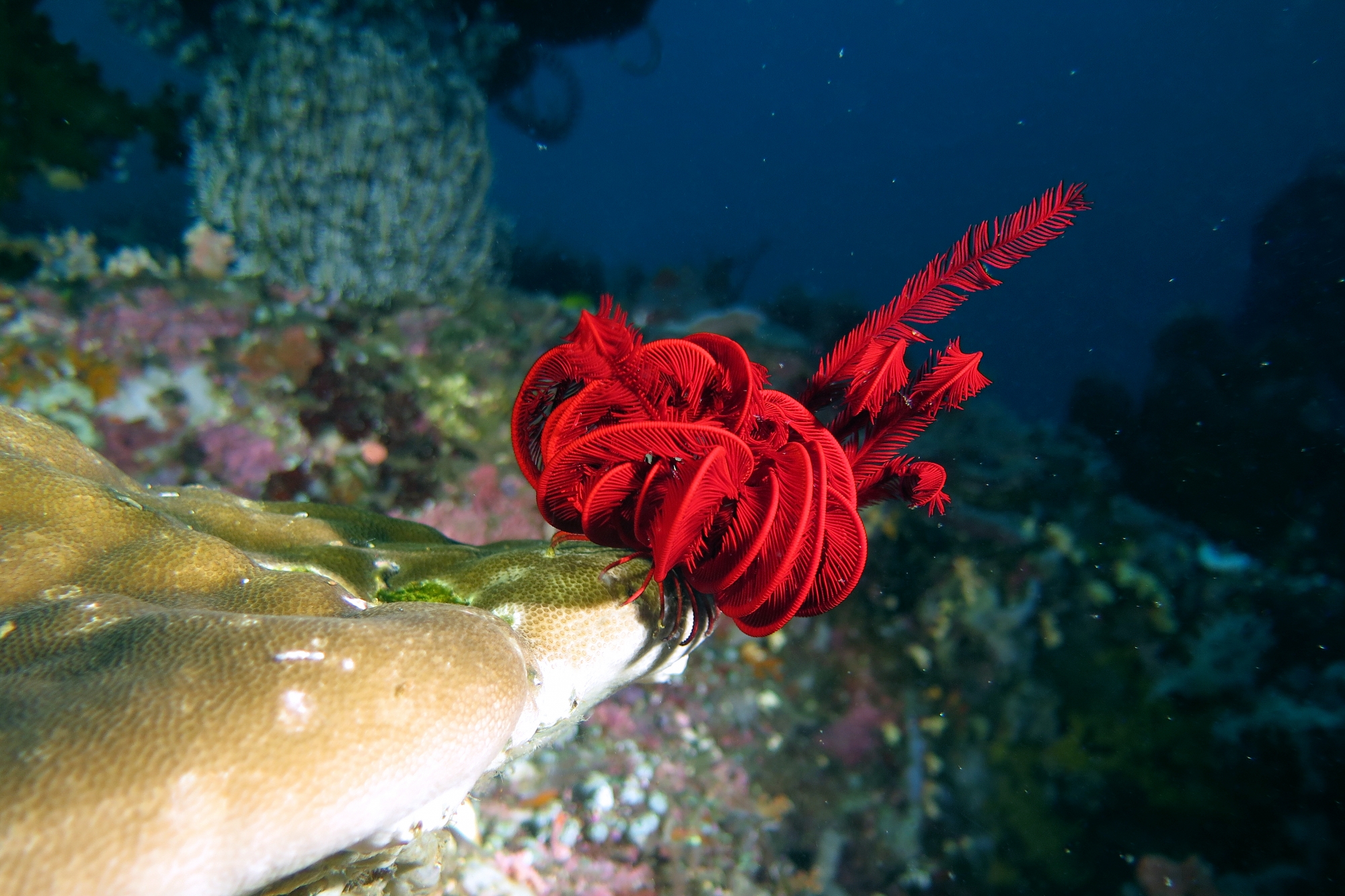 Comatule cf. Himerometra robustipinna