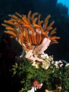 Comatule cf. Comaster nobilis, Haliclona fascigera ou Callyspongia siphonella, Tubastraea micranthus