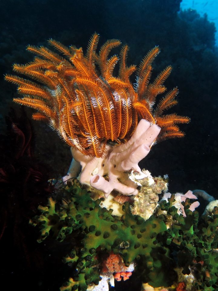 Comatule cf. Comaster nobilis, Haliclona fascigera ou Callyspongia siphonella, Tubastraea micranthus