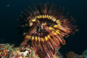 Comatule cf. Lamprometra palmata ou cf. Stephanometra indica