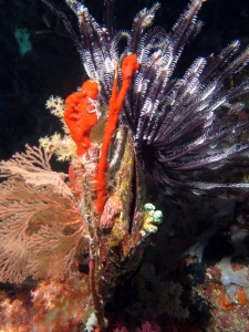 Lamprometra palmata ou Stephanometra indica, Pteria penguin