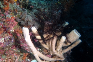 Haliclona fascigera ou Callyspongia siphonella, Colobometra perspinosa
