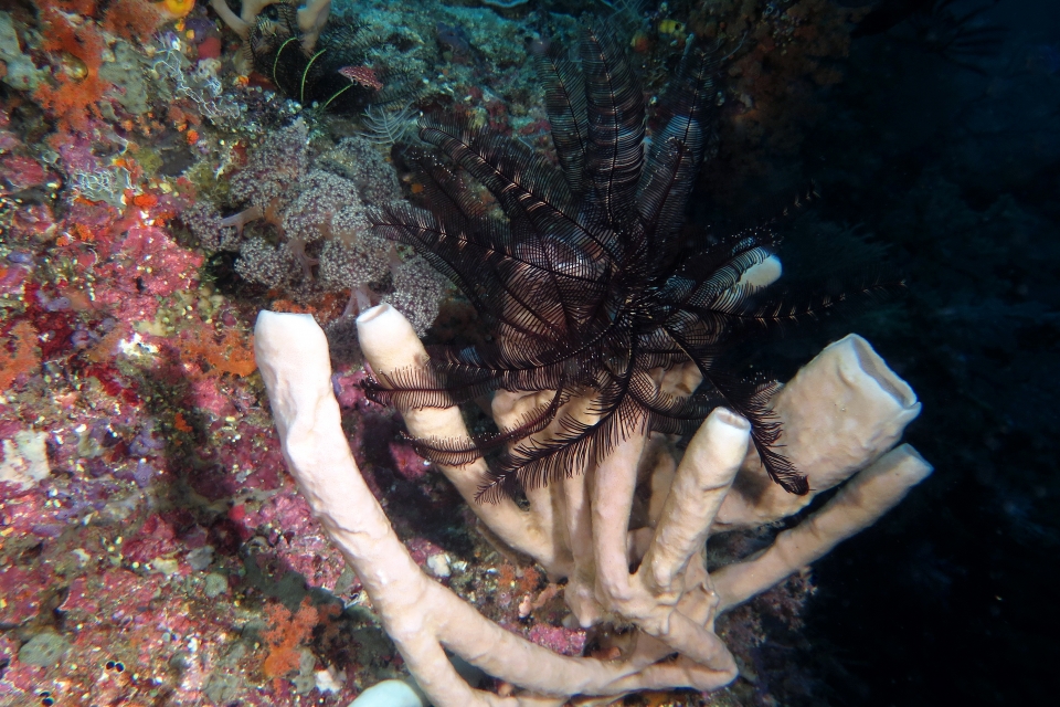 Haliclona fascigera ou Callyspongia siphonella, Colobometra perspinosa
