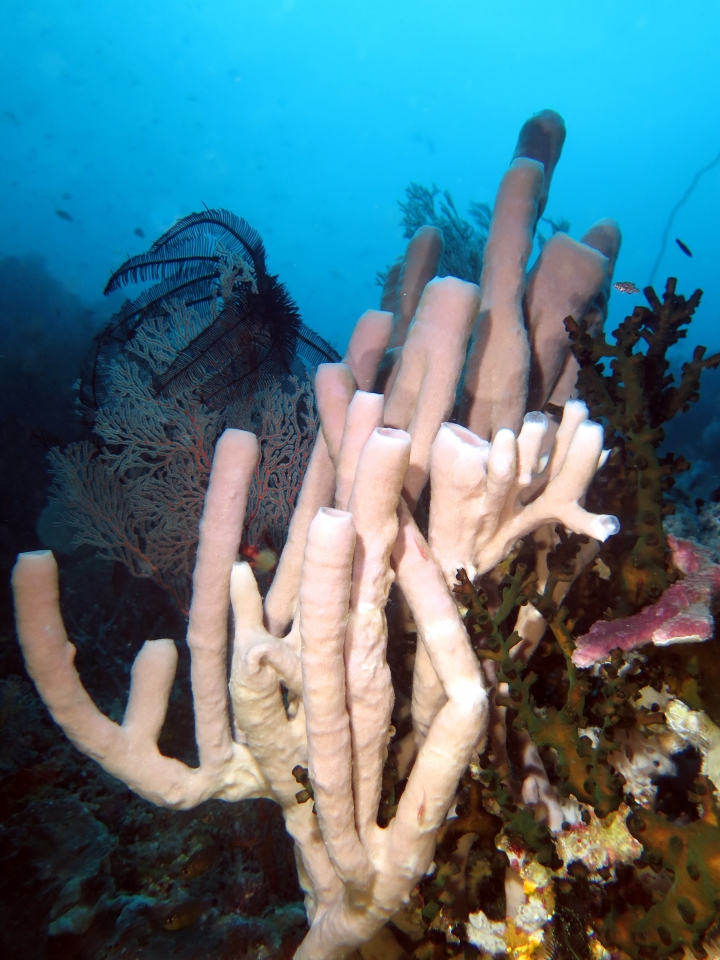 Callyspongia siphonella, Tubastraea micranthus