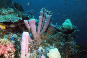 Haliclona fascigera