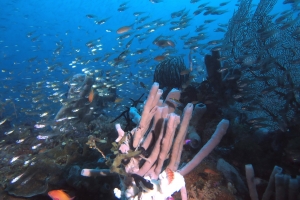 Callyspongia siphonella