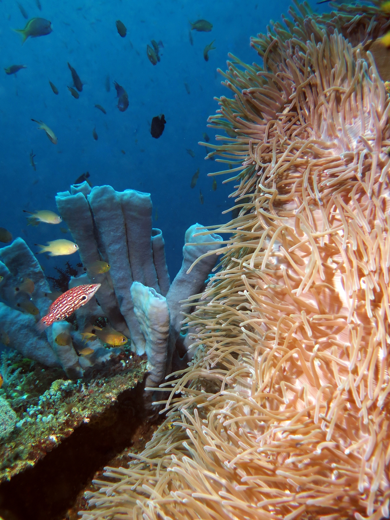 Haliclona fascigera, Bodianus diana, Chromis lepidolepis, Archamia fucata