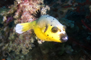 Arothron nigropunctatus, Labroides dimidiatus