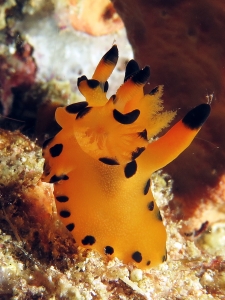 Nudibranche du genre Thecacera cf. Thecacera vittata