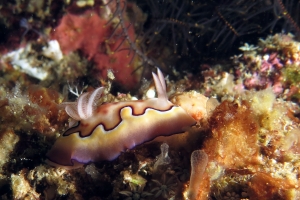 Goniobranchus coi