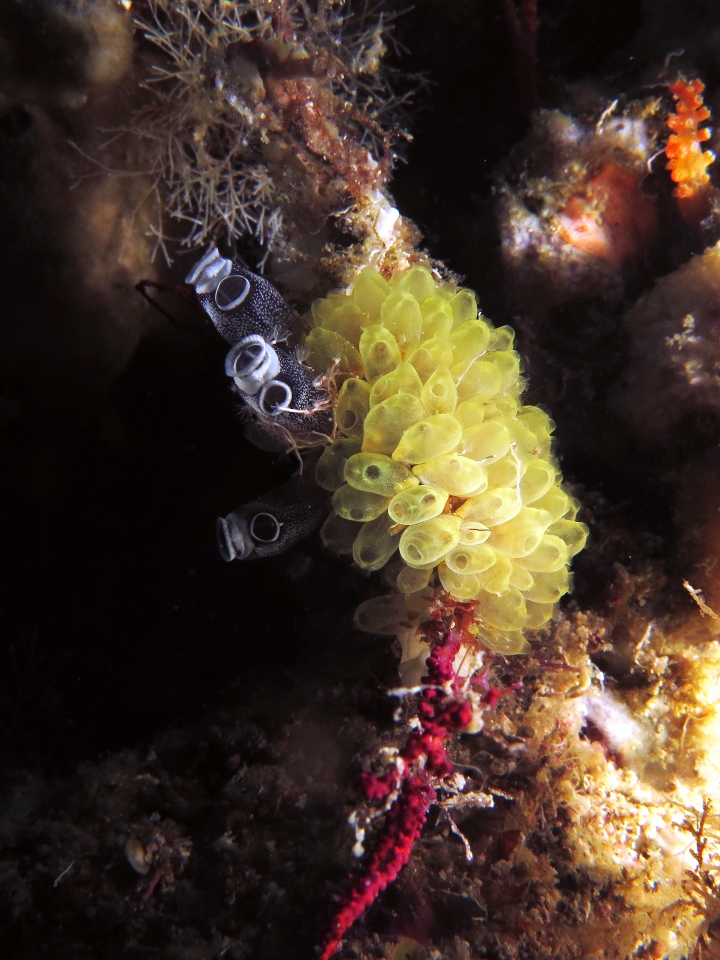Clavelina robusta, erophora modificata, Hydroïdes sp.