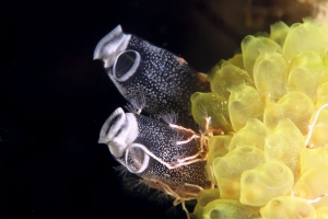 Clavelina robusta, erophora modificata, Hydroïdes sp.