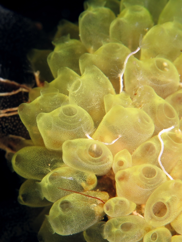 Perophora modificata, Hydroïdes sp.