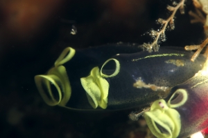 Clavelina robusta
