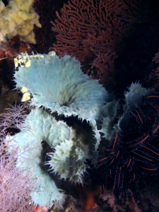 Eponge cf. Callyspongia aerizusa