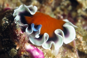 Pseudoceros sp.