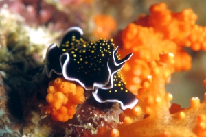 Thysanozoon nigropapillosum