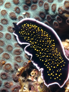 Thysanozoon nigropapillosum