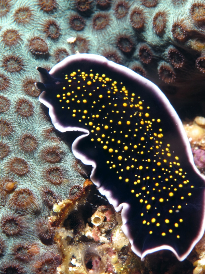 Thysanozoon nigropapillosum