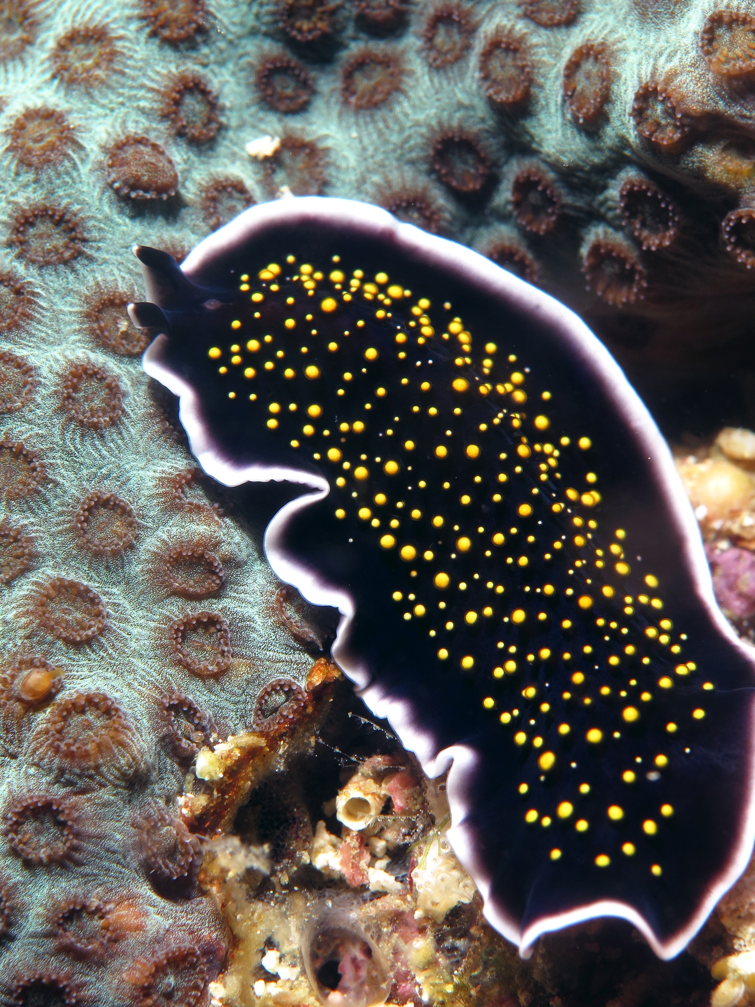Thysanozoon nigropapillosum
