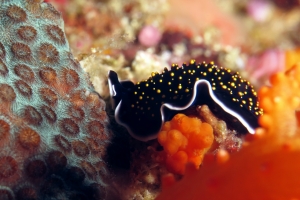 Thysanozoon nigropapillosum