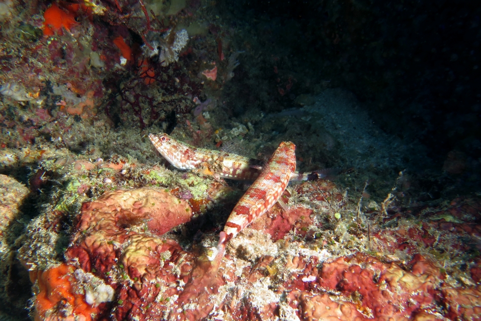 Synodus jaculum