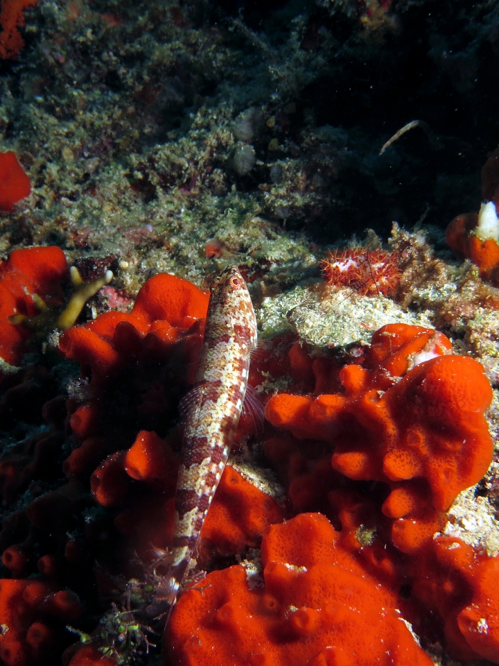 Synodus jaculum, Eponge