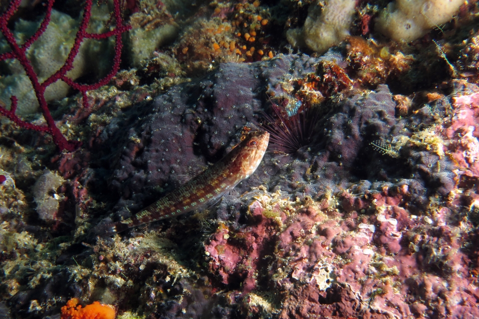 Synodus jaculum