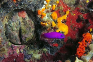 Pictichromis porphyrea