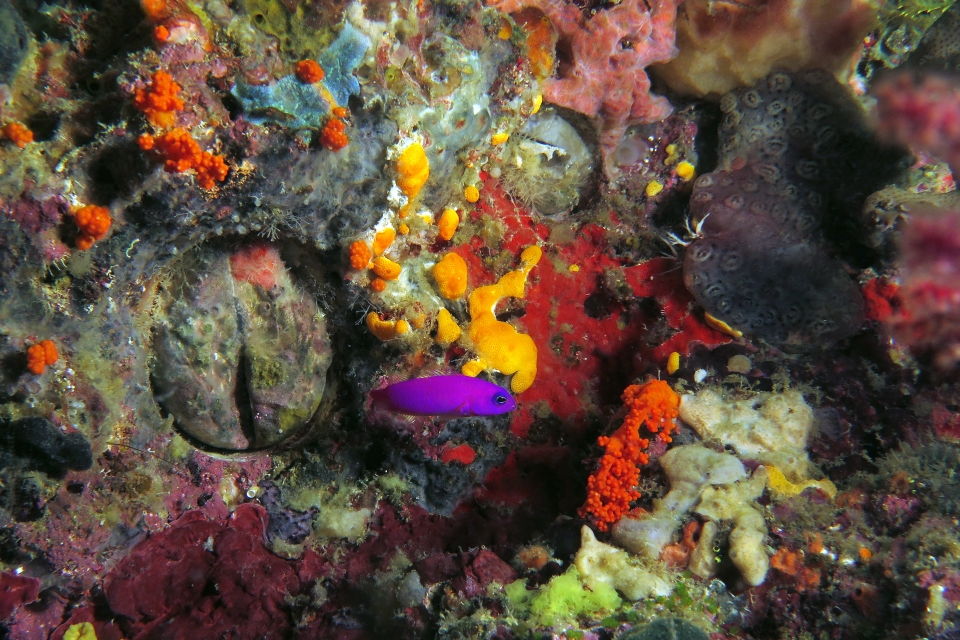 Pictichromis porphyrea