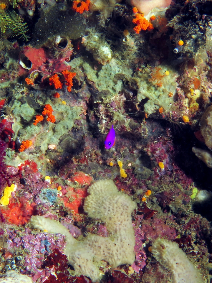 Pictichromis porphyrea
