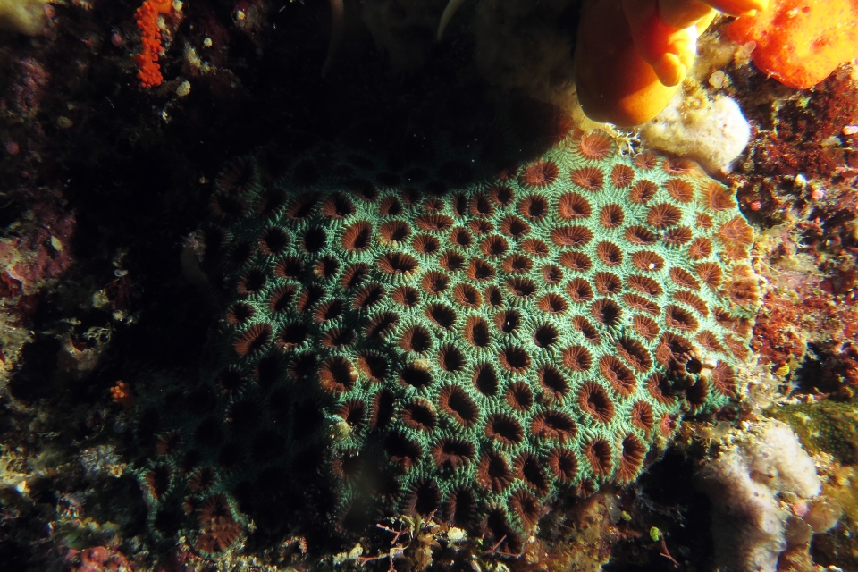 Corail