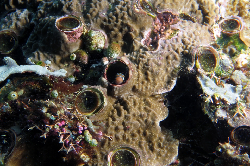 Plagiotremus rhinorhynchos, Thylacodes grandis