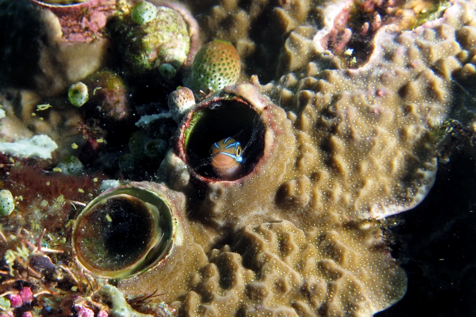 Plagiotremus rhinorhynchos, Thylacodes grandis