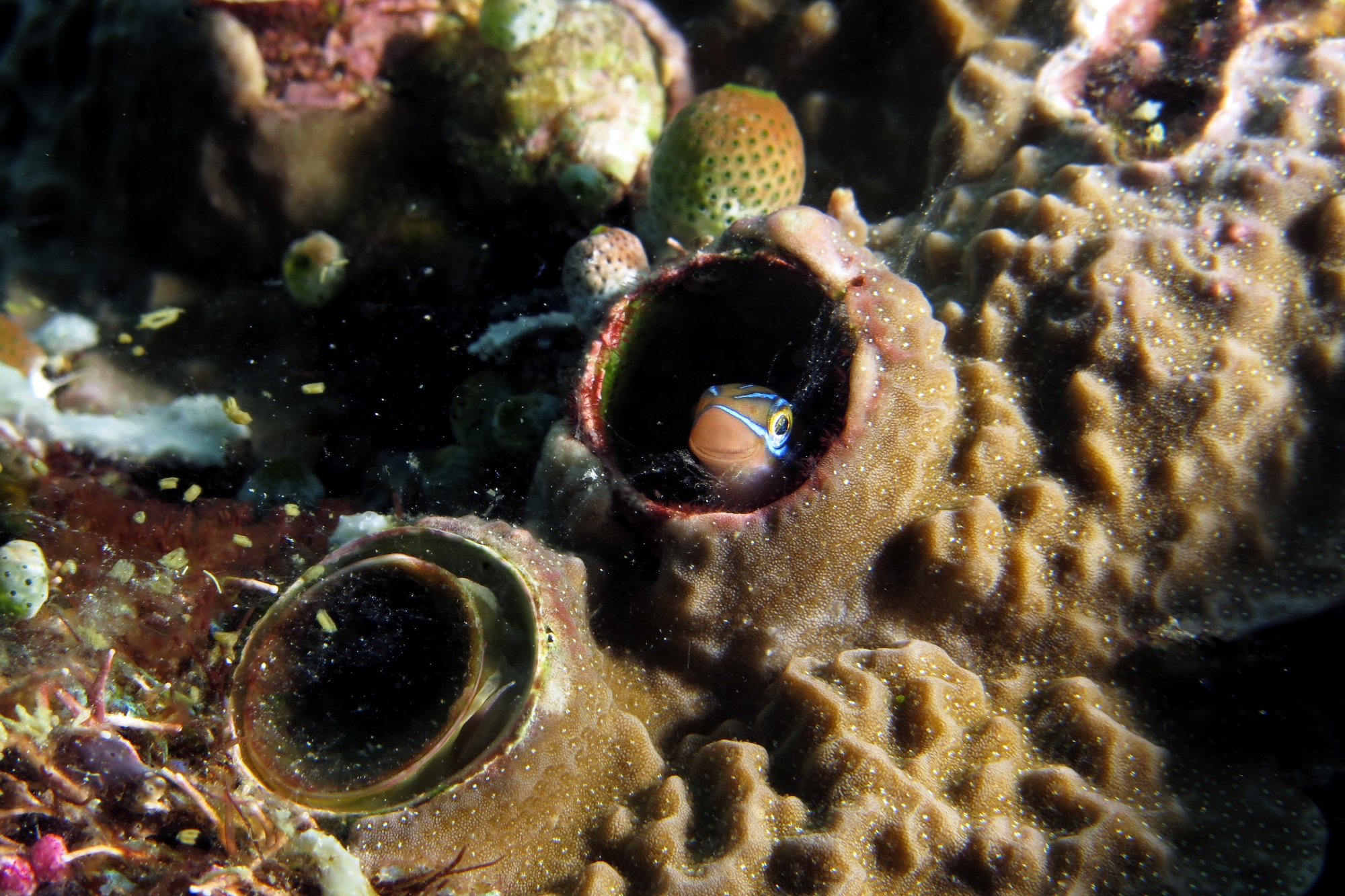 Plagiotremus rhinorhynchos, Thylacodes grandis