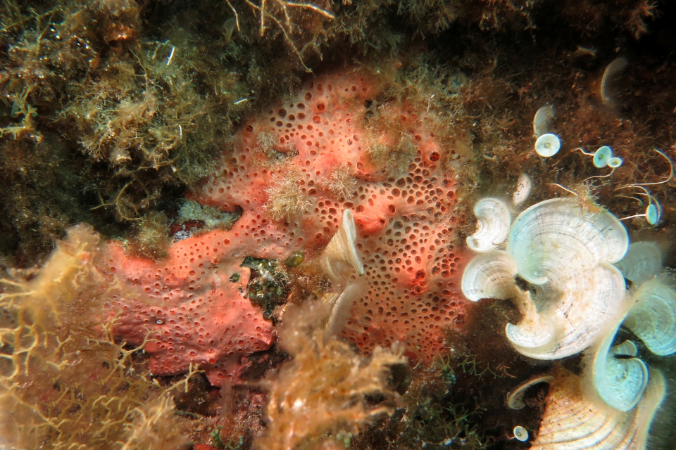 Hemimycale columella, Padina pavonica