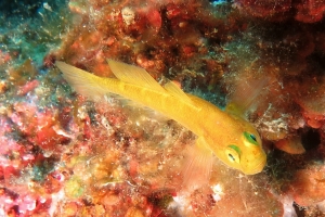 Gobius auratus