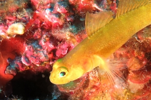 Gobius auratus