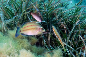 Symphodus tinca, Symphodus melanocercus, Coris julis